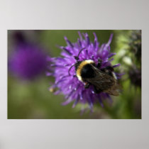 Bee III print posters