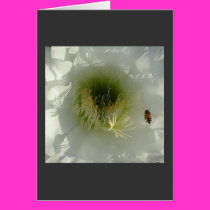 Bee in a Cactus Flower Card by magentaraven Bee in a Cactus Flower Card