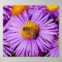 Bee in a sea of Purple Daisies Posters