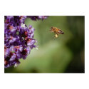 Bee In Flight posters