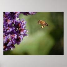Bee In Flight Poster