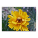 Bee in Flower cards by piecey18 Bee in Flower cards