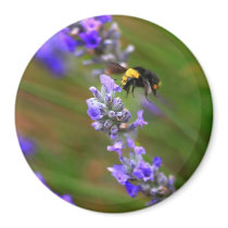 Bee in Lavender magnets