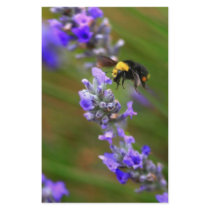 Bee in Lavender Stationery Paper