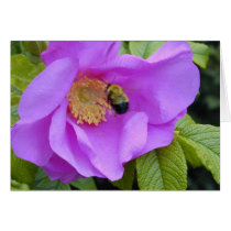 Bee in Rose cards by alexmarie Bee in Rose cards