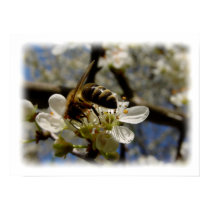 Bee in Spring V posters by chkoch Bee in Spring V posters