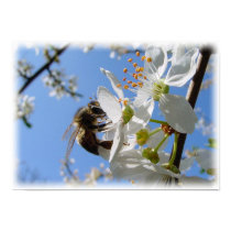 Bee in Spring (VII) posters by chkoch Bee in Spring (VII) posters