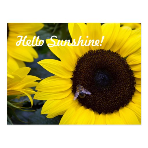 Bee in Sunflower Postcard Hello Sunshine