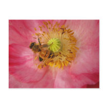 Bee in the Poppy Postcard
