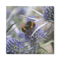 Bee in thistle magnets
