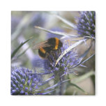 Bee in thistle magnets