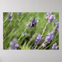 Bee & Lavender - Poster