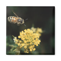 bee fridge magnets