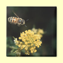 bee magnets