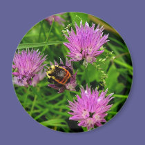 Bee magnets