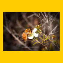 'Bee Mine' posters