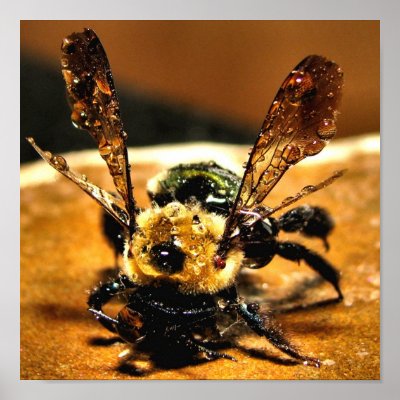 Bee of gold posters by wandalechene