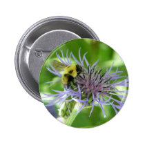 bee,on a batchelor button buttons