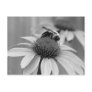 Bee on a Coneflower Post Card