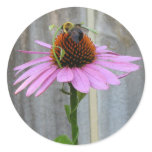 Bee on a Coneflower Sticker