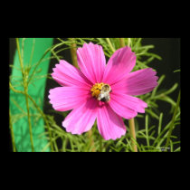 Bee On A Cosmos Photo Print posters