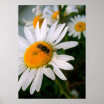 Bee on a Daisy Posters