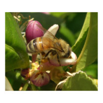 Bee on a Lemon Blossom posters by wingedturtle Bee on a Lemon Blossom posters
