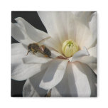 Bee on a Magnolia Centennial 2 Refrigerator Magnet