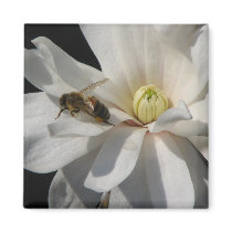 Bee on a Magnolia Centennial 2 magnets