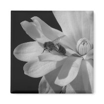 Bee on a Magnolia Centennial 2 magnets