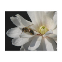 Bee on a Magnolia Centennial 2 Post Cards