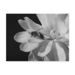 Bee on a Magnolia Centennial 2 Postcards