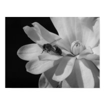 Bee on a Magnolia Centennial 2 posters
