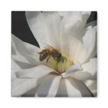 Bee on a Magnolia Centennial 3 Refrigerator Magnets