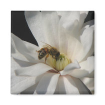 Bee on a Magnolia Centennial 3 magnets
