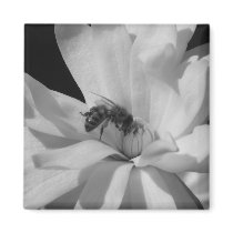 Bee on a Magnolia Centennial 3 magnets