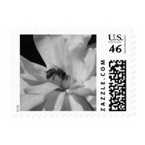 Bee on a Magnolia Centennial 3 Postage Stamp
