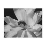 Bee on a Magnolia Centennial 3 Postcards