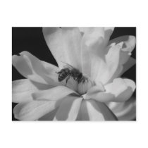 Bee on a Magnolia Centennial 3 Postcards