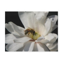 Bee on a Magnolia Centennial 3 Post Card