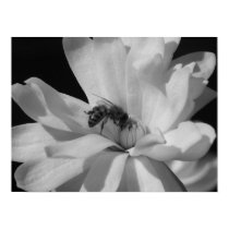Bee on a Magnolia Centennial 3 posters