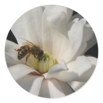 Bee on a Magnolia Centennial 3 stickers
