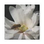 Bee on a Magnolia Centennial Refrigerator Magnets