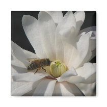 Bee on a Magnolia Centennial magnets