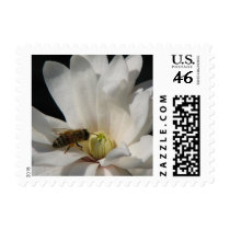 Bee on a Magnolia Centennial Postage Stamps