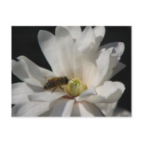 Bee on a Magnolia Centennial Post Cards