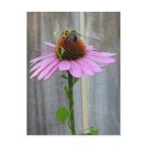 Bee on a Purple Coneflower Postcard