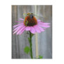 Bee on a Purple Coneflower Postcard