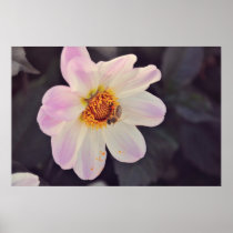 Bee on a purple flower poster