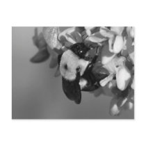 Bee on a Redbud Bloom postcards by princessklb07 Bee on a Redbud Bloom postcards